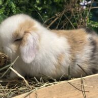 Mini Ariete Toy ( 2 arlecchino)