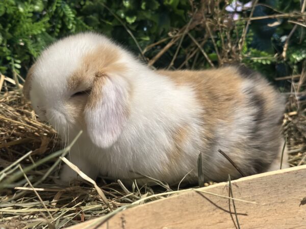 Mini Ariete Toy ( 2 arlecchino)