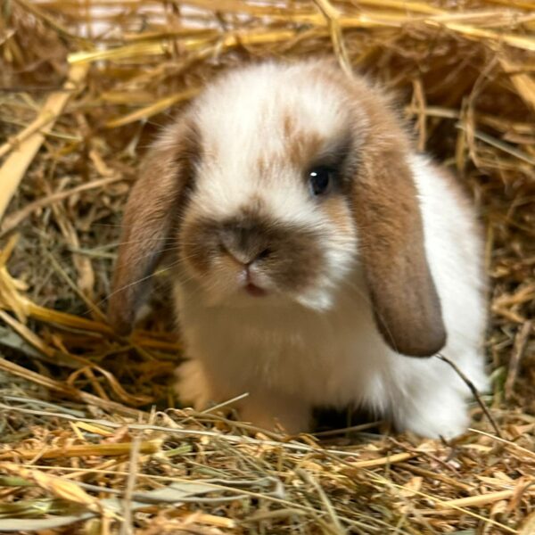 Ultimo rimasto colore nero