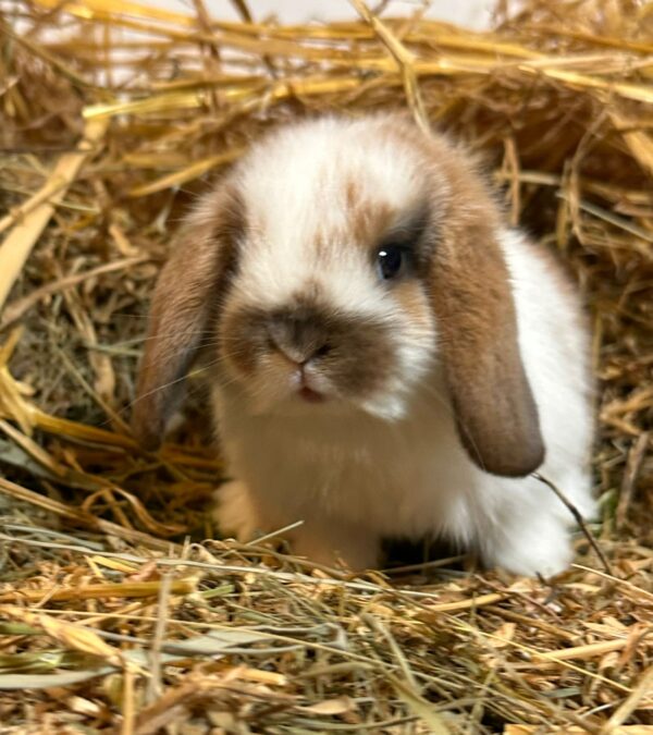 Ultimo rimasto colore nero