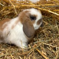 Ultimo rimasto colore nero