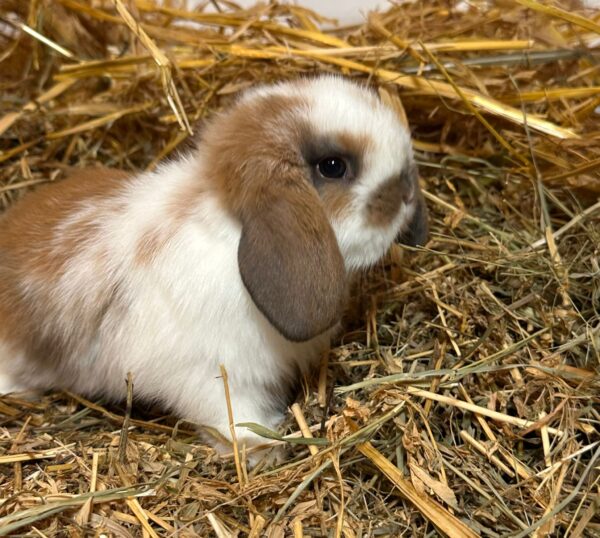 Ultimo rimasto colore nero