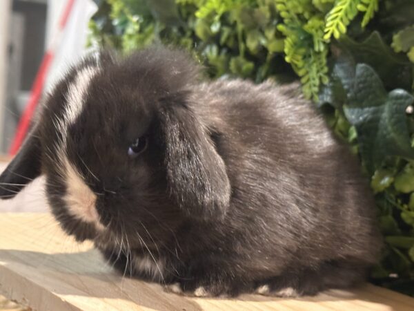 Minilop dark Brown V.M.