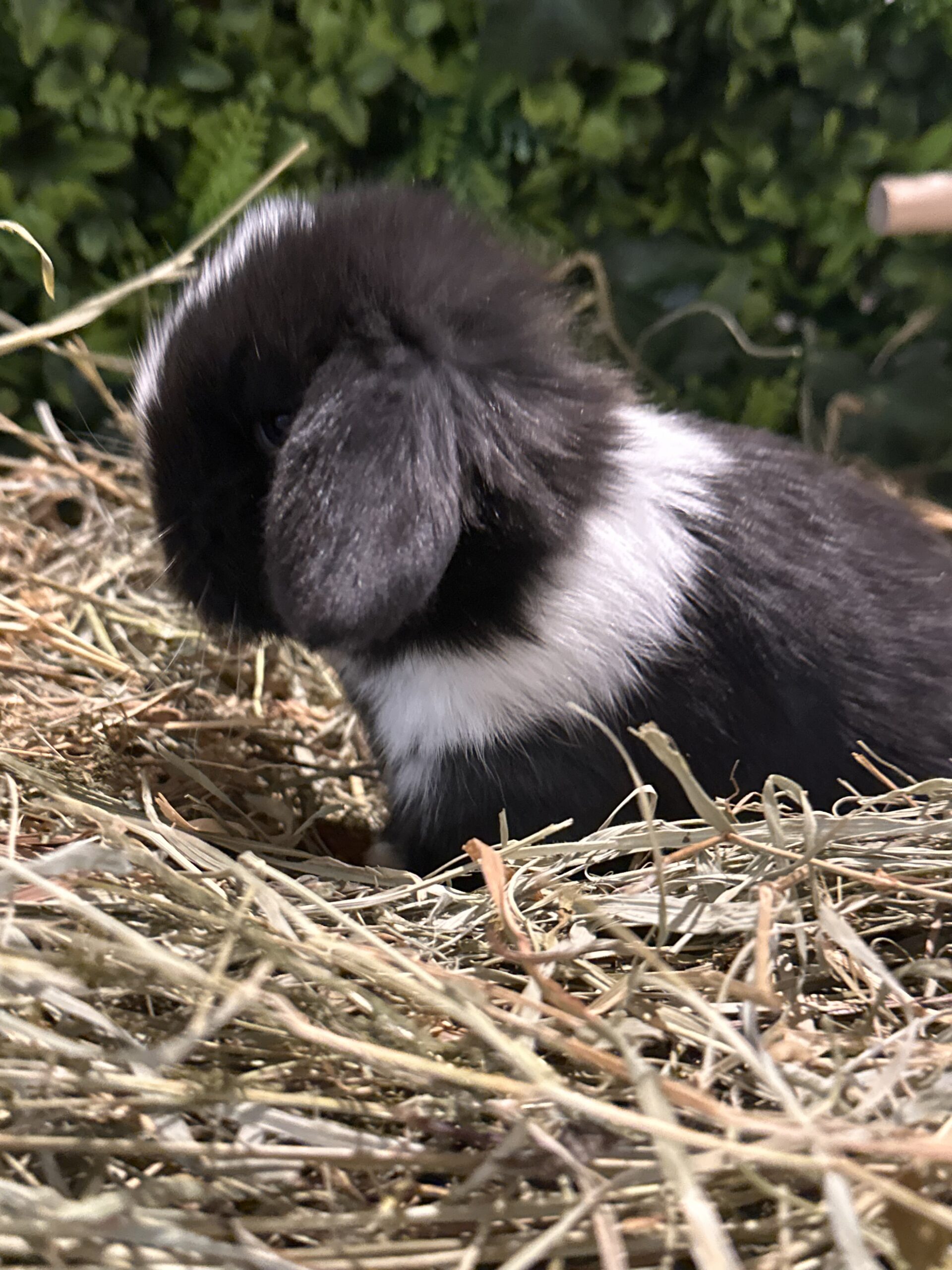 Minilop Dark Brown