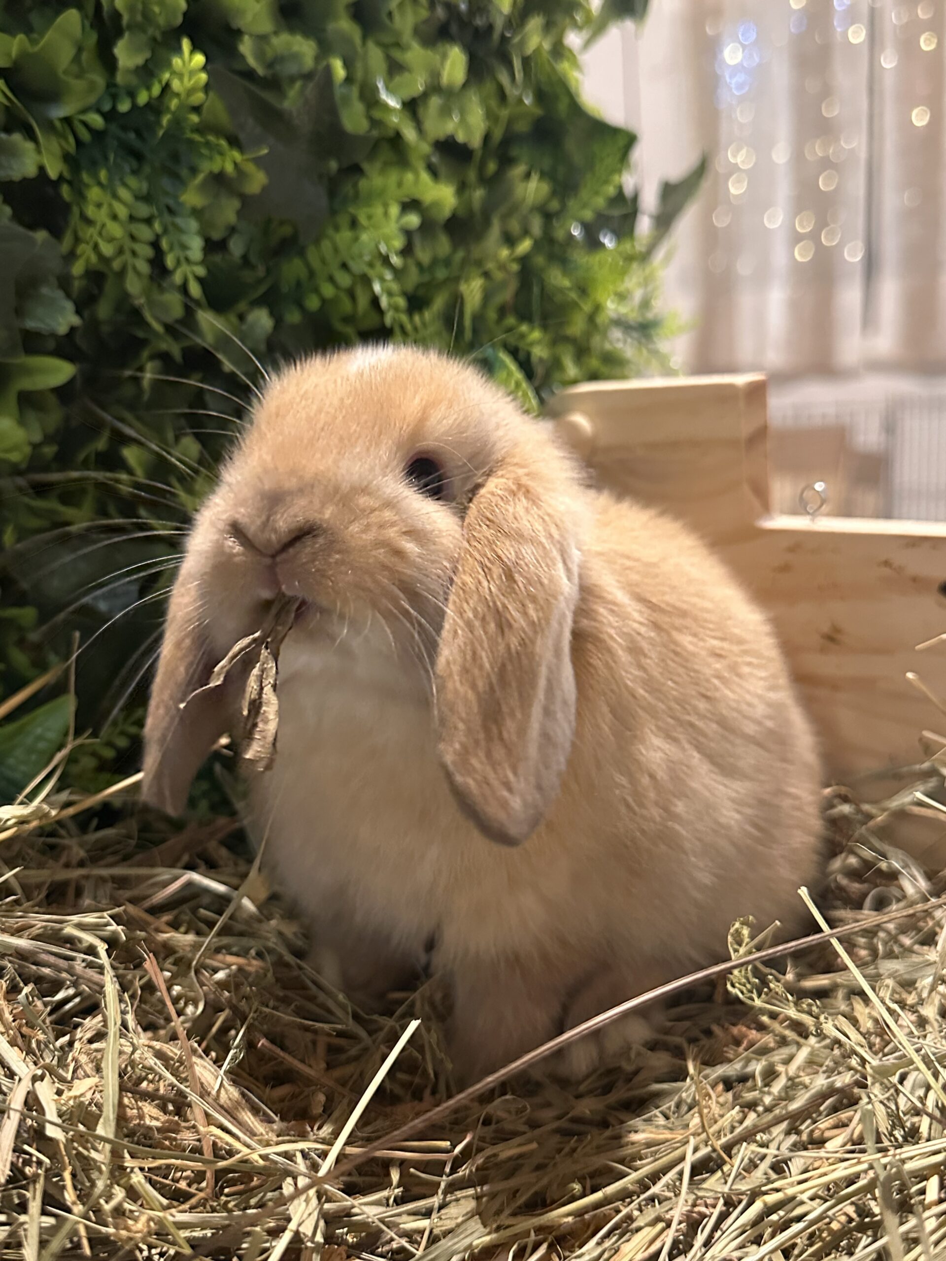 Minilop Sable  V.M.