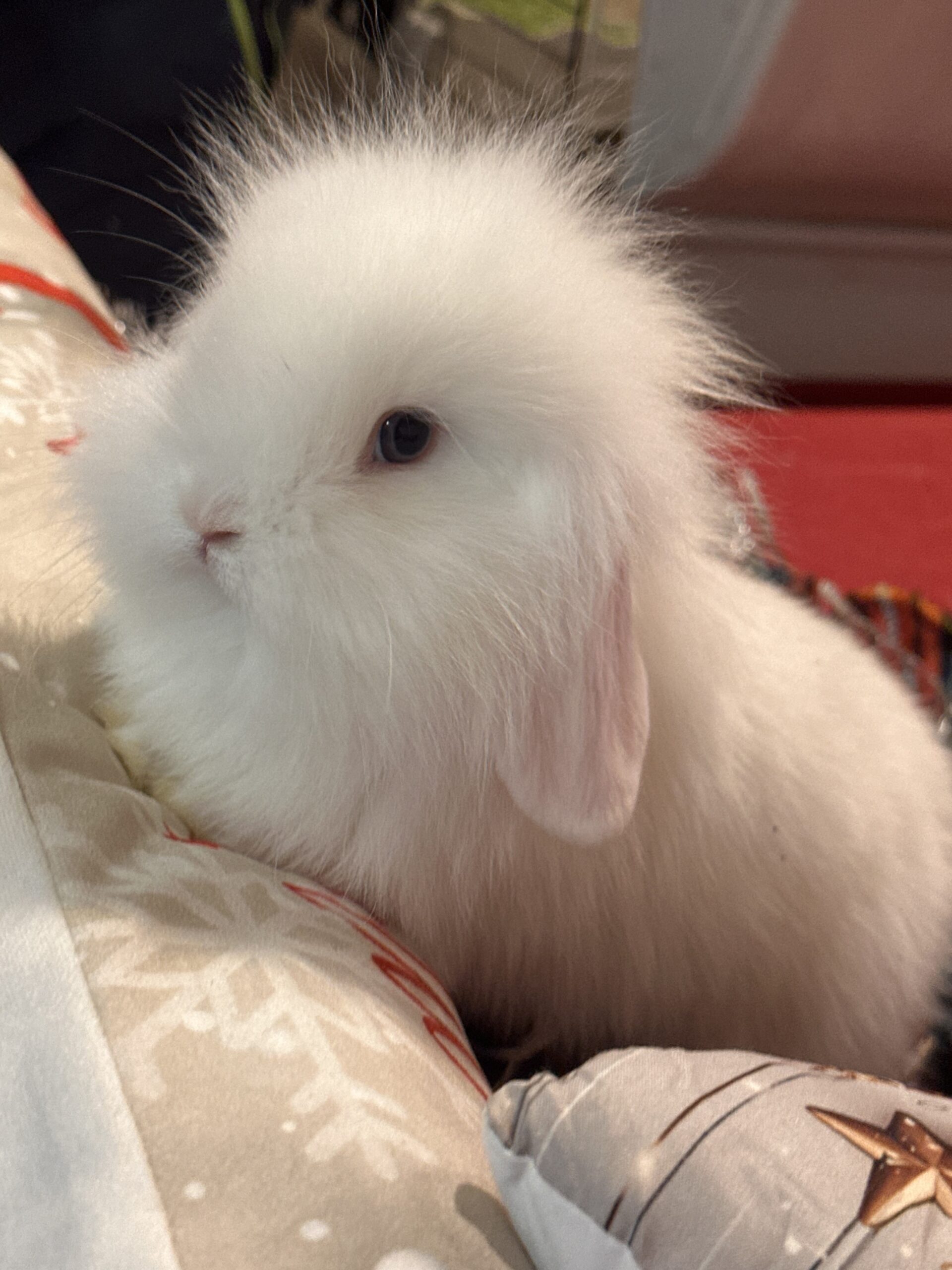 Fuzzy lop