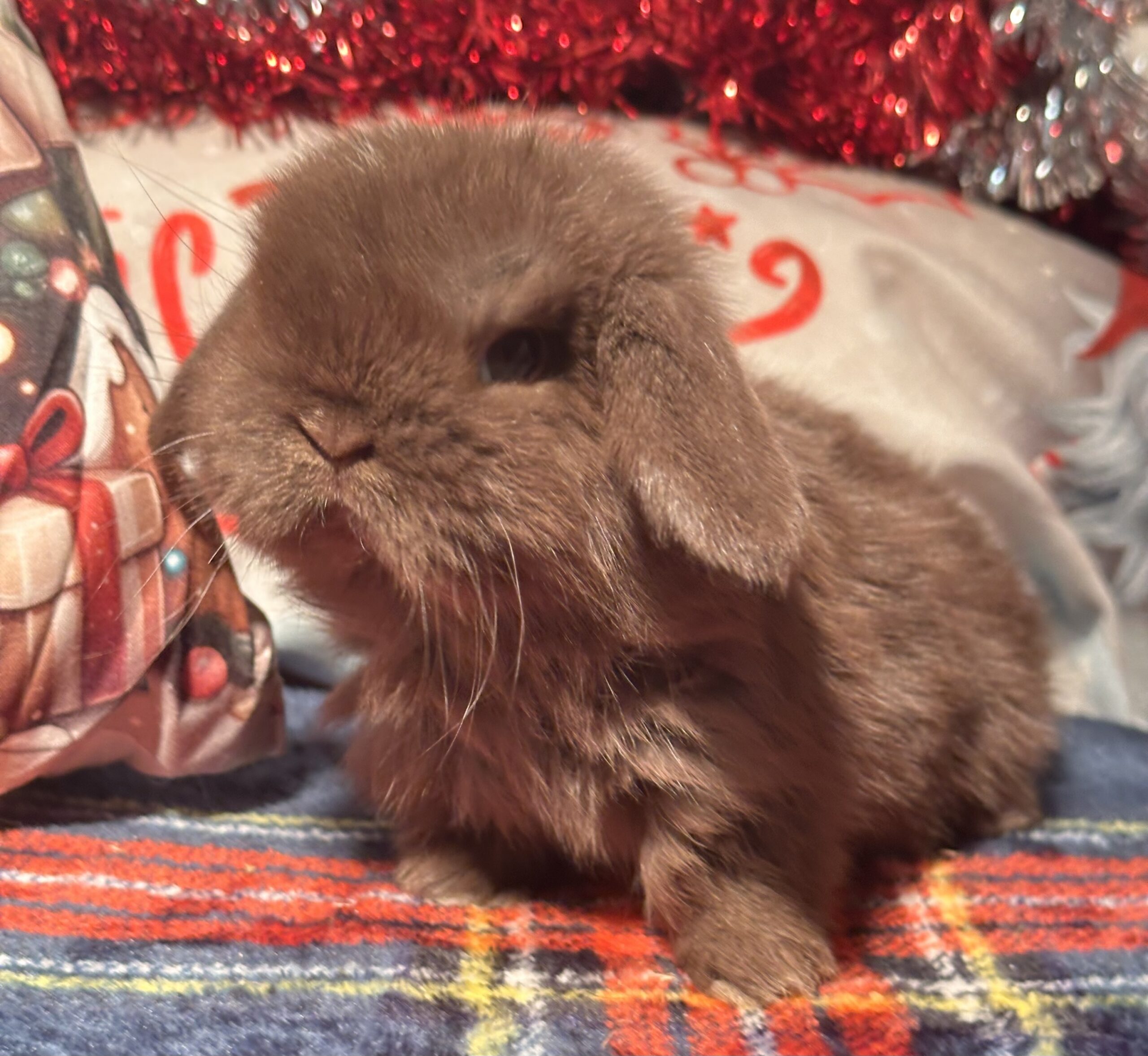 Minilop Choco