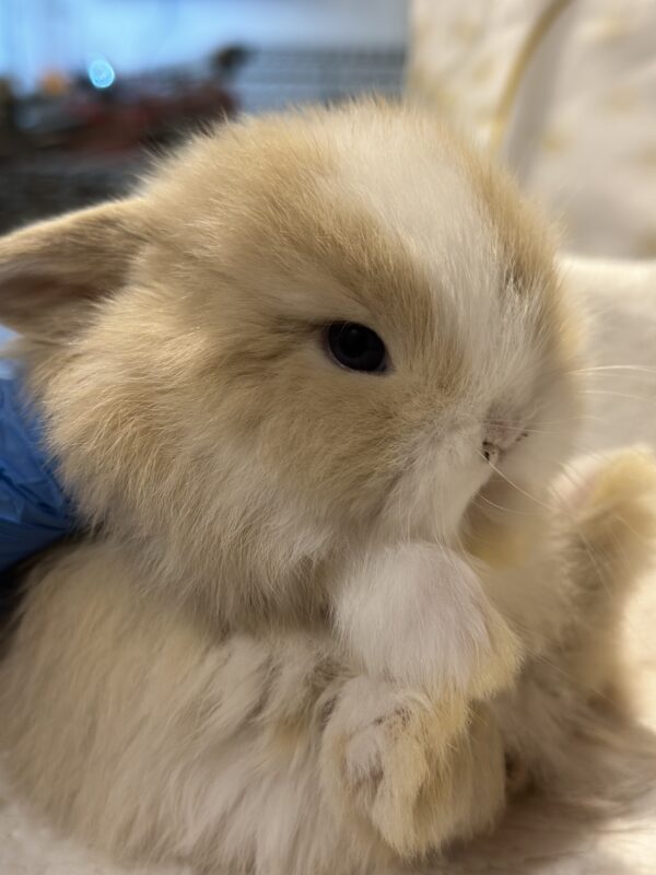 Minilop panna e champagne