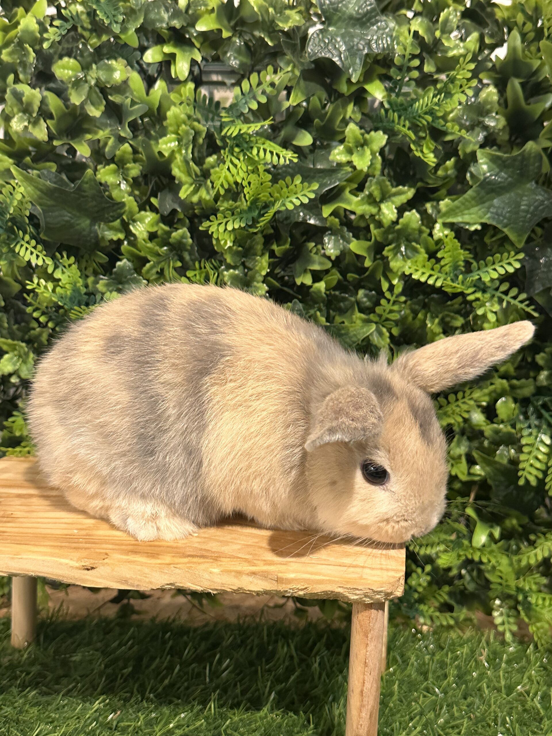 Nanetto