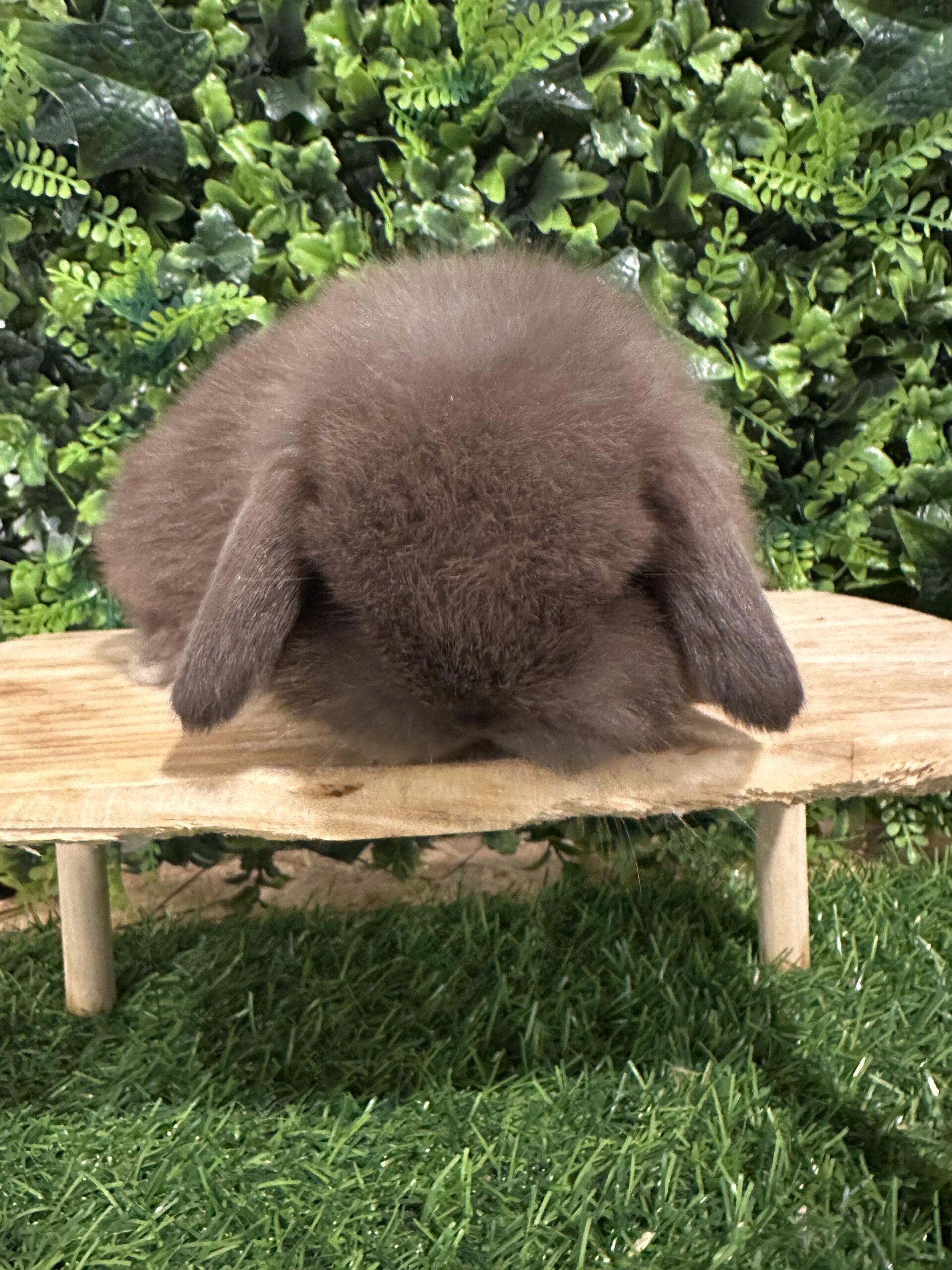 Minilop choco