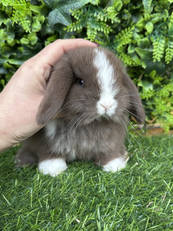 Minilop Choco Split occhi blu