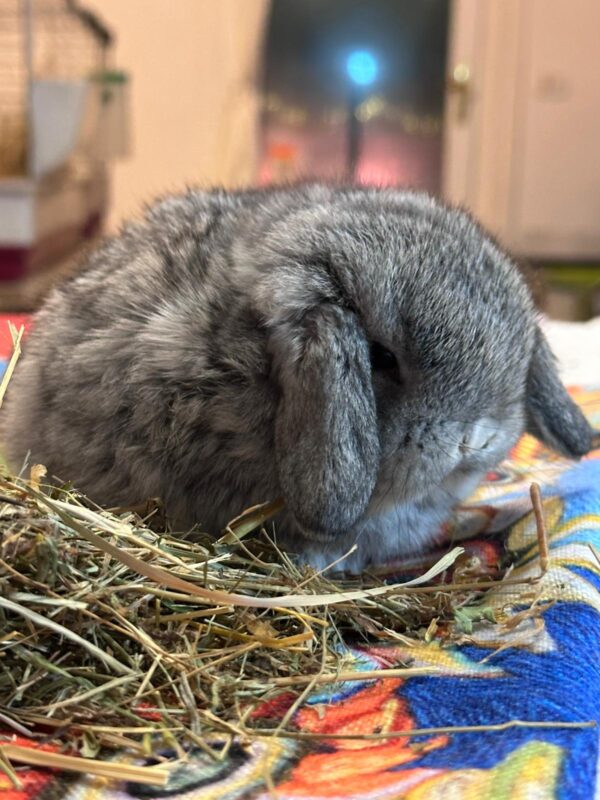 Minilop Cincilla’ aguti