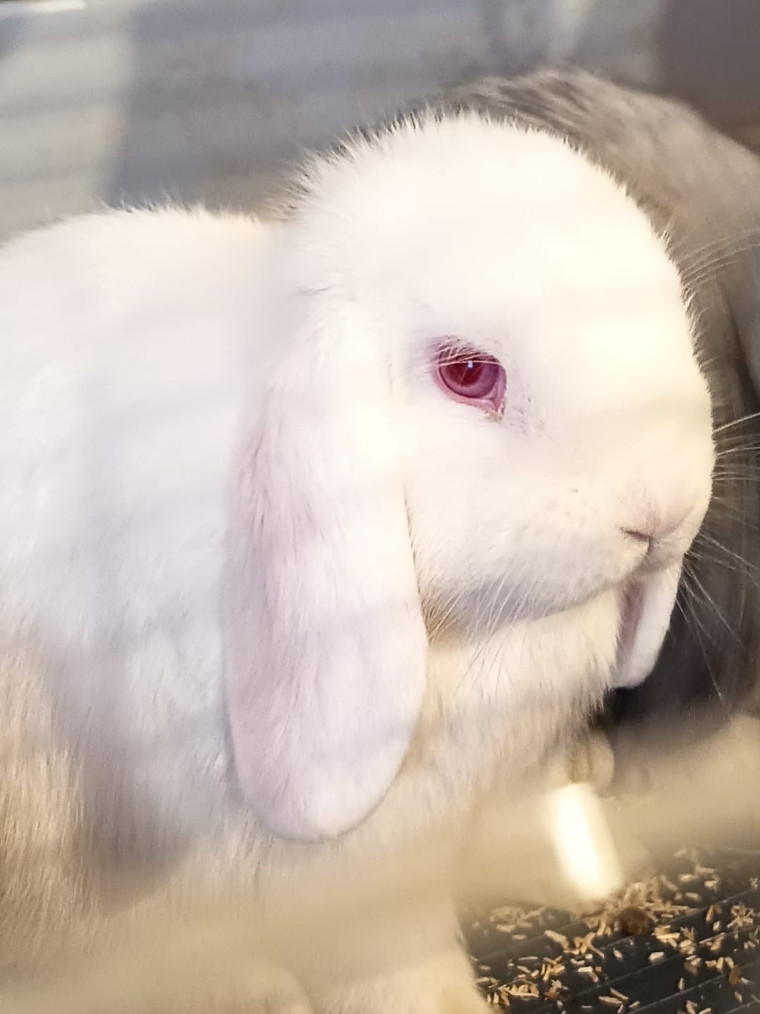 DISPONIBILI