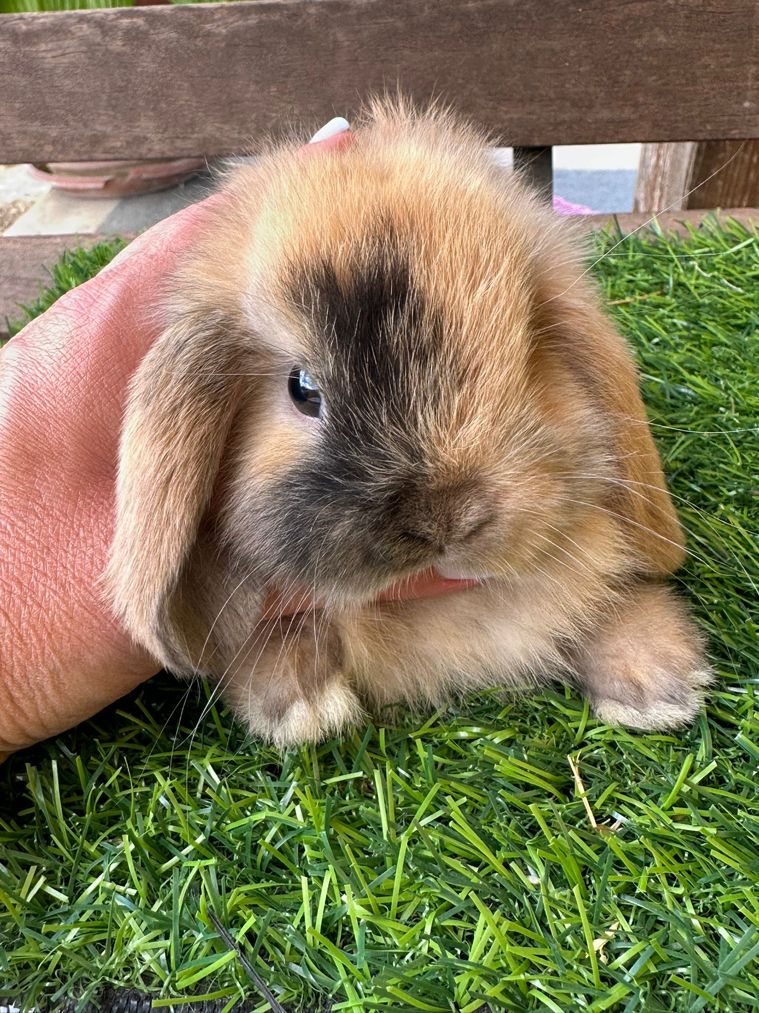 Minilop Orange Fawn Shaded ( fulvo ombreggiato)