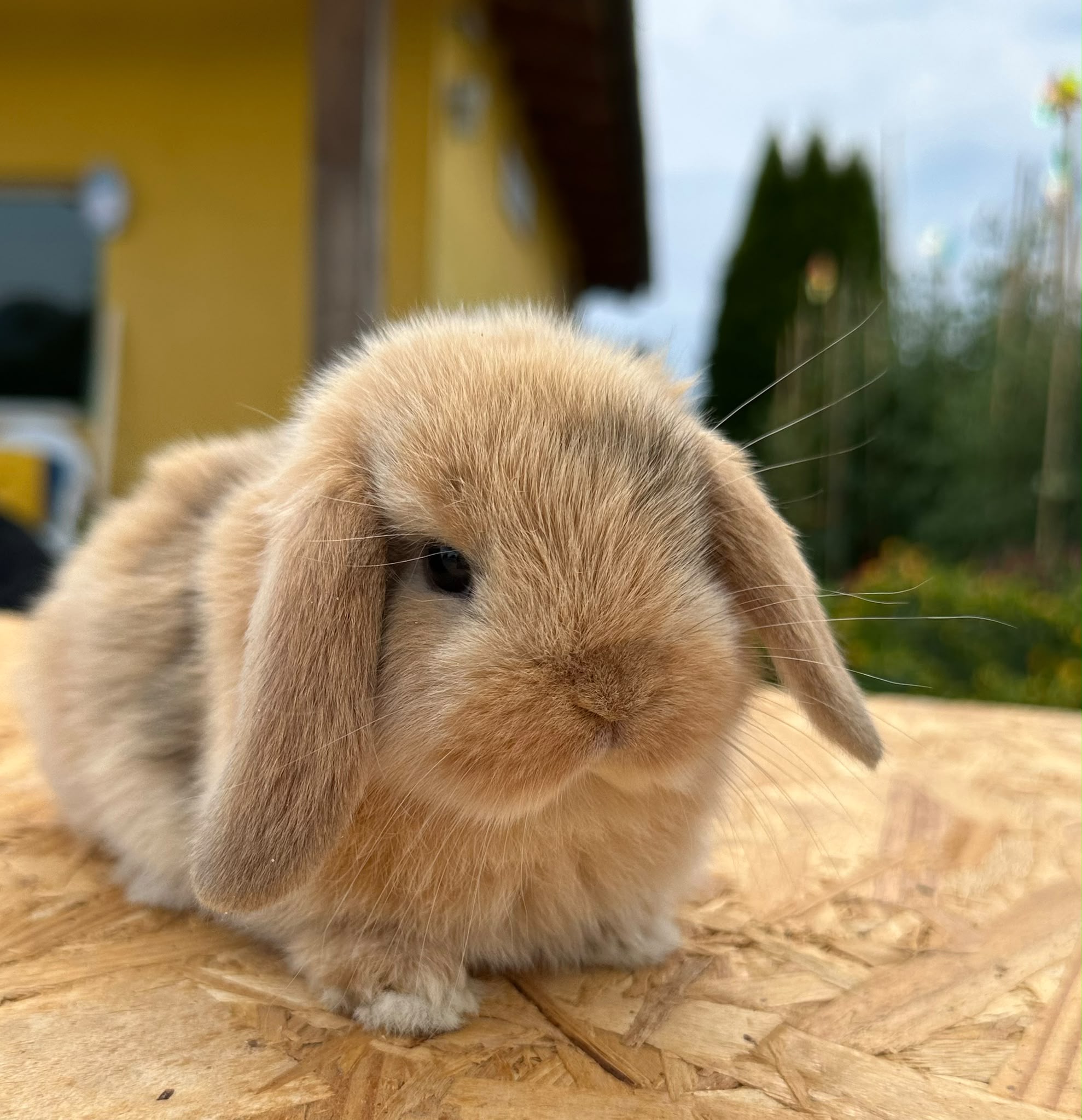 Minilop Sooty Fawn ( fulvo fuligginoso)