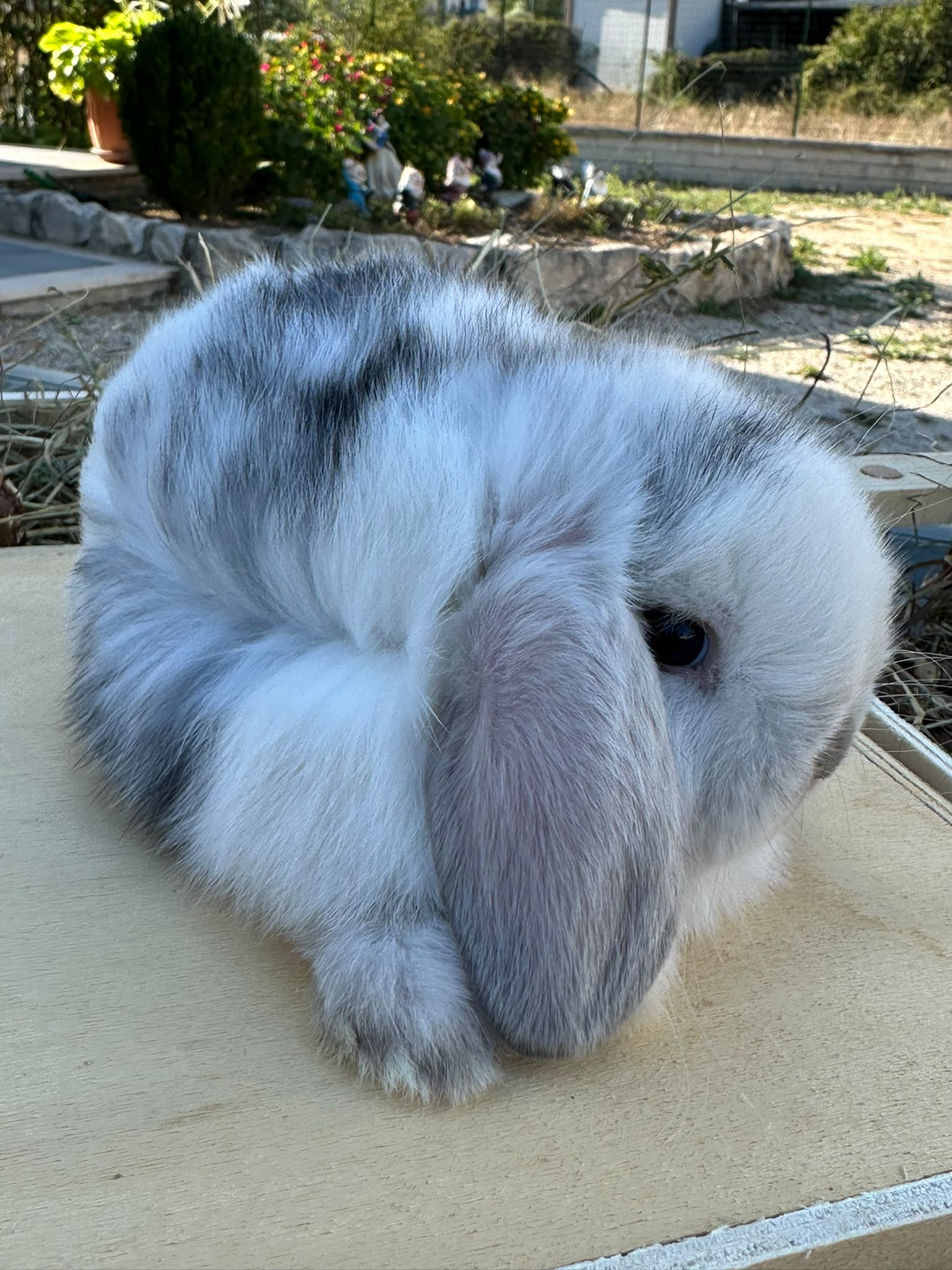 Minilop Silver Grey (grigio perla)
