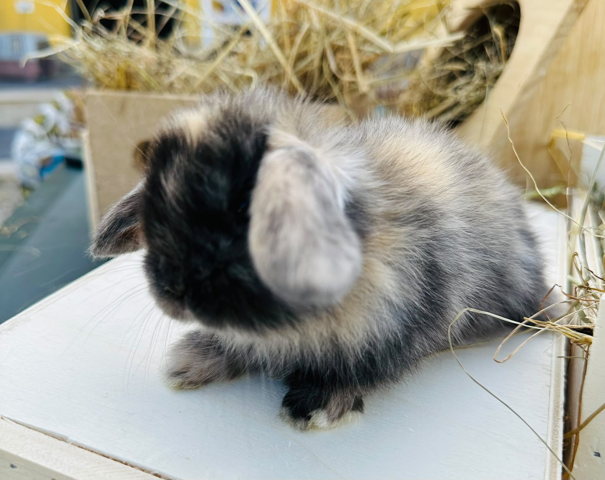 Minilop Black Harli