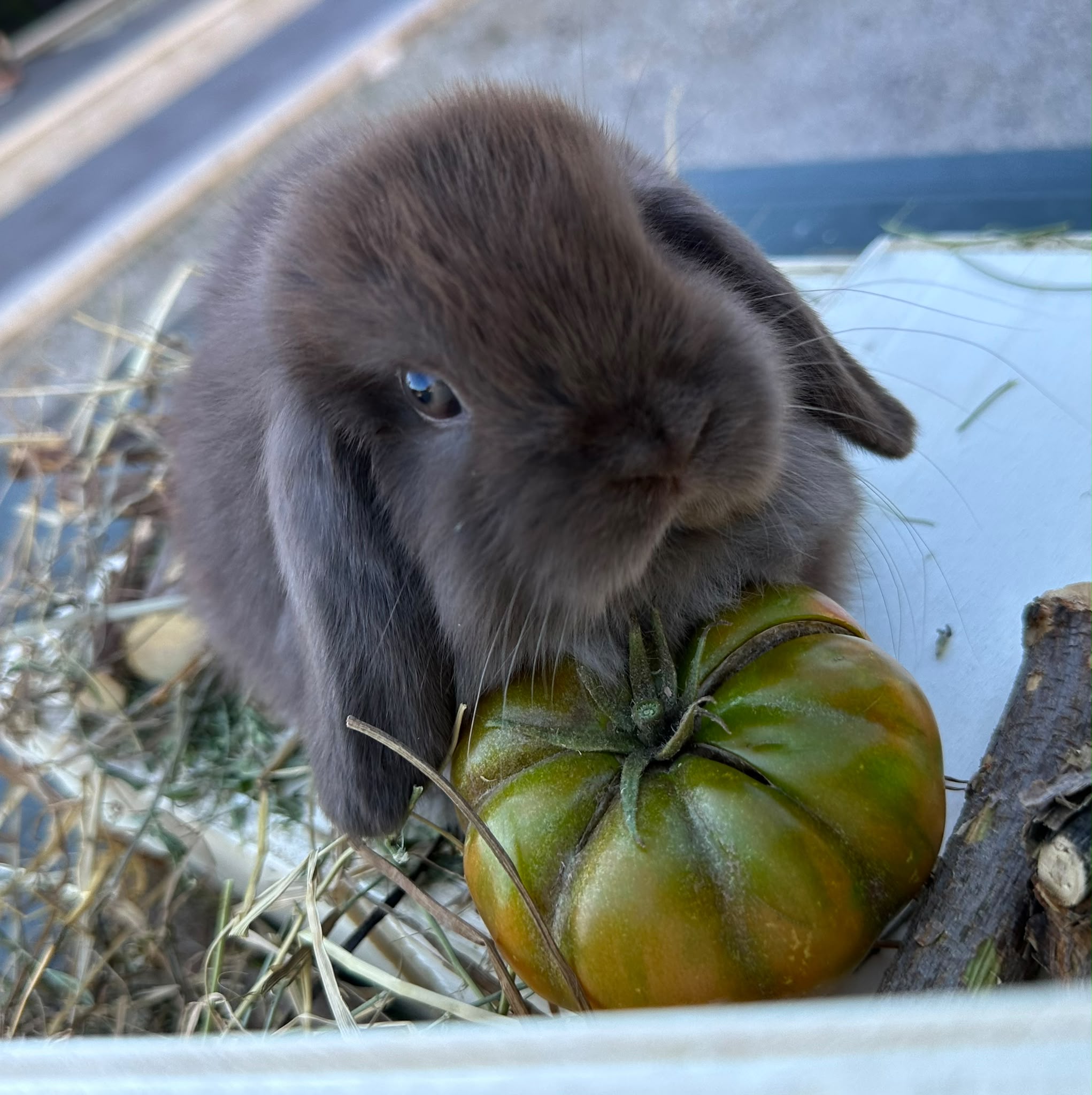 Minilop Choco